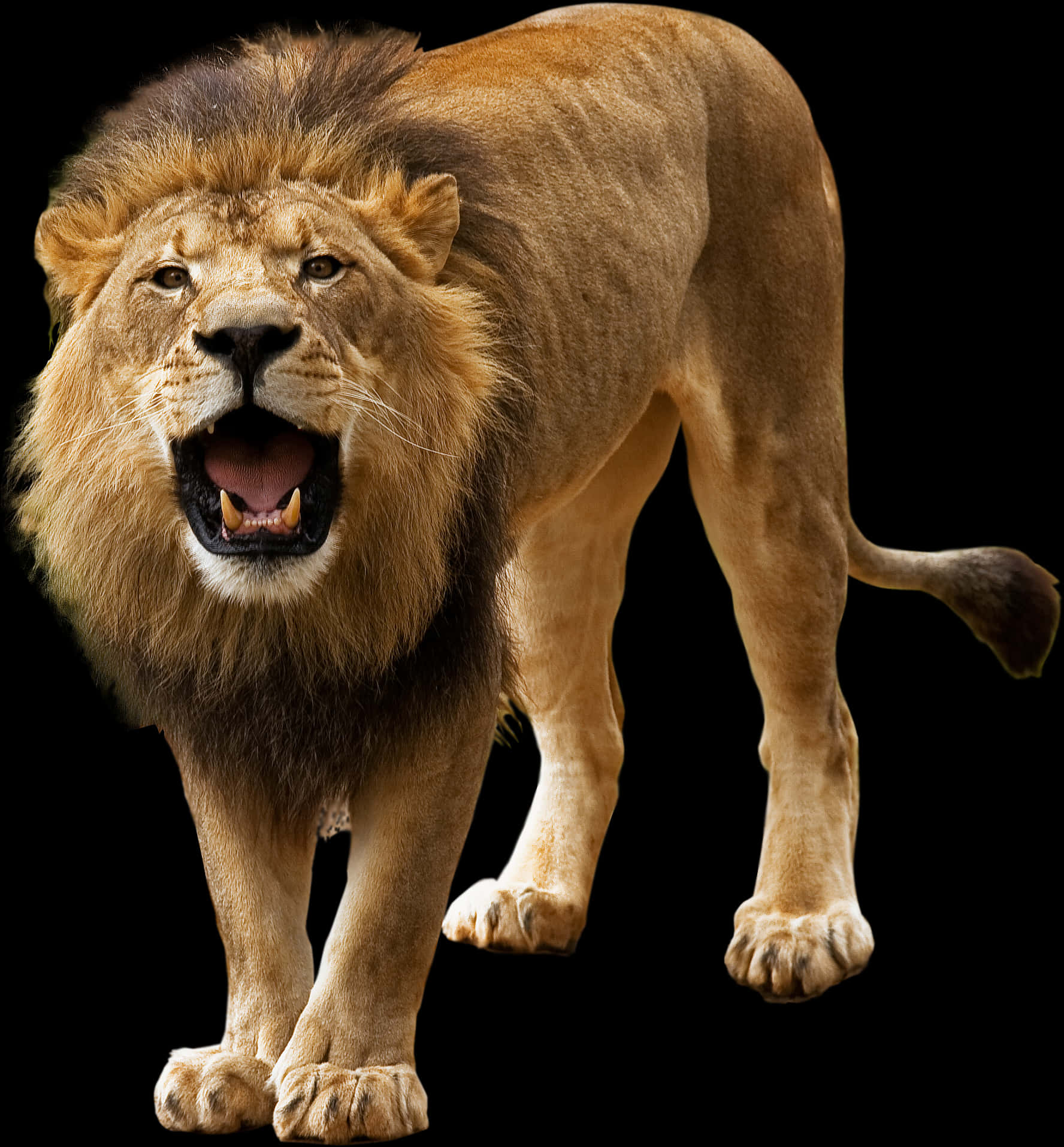 Majestic_ Lion_ Roaring_ Black_ Background.jpg PNG image