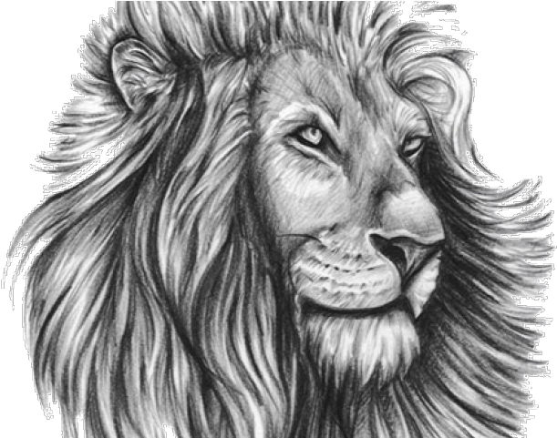 Majestic Lion Sketch Artwork PNG image