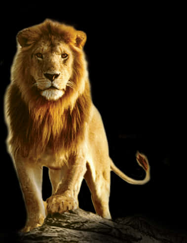 Majestic_ Lion_ Standing_ Against_ Black_ Background.jpg PNG image
