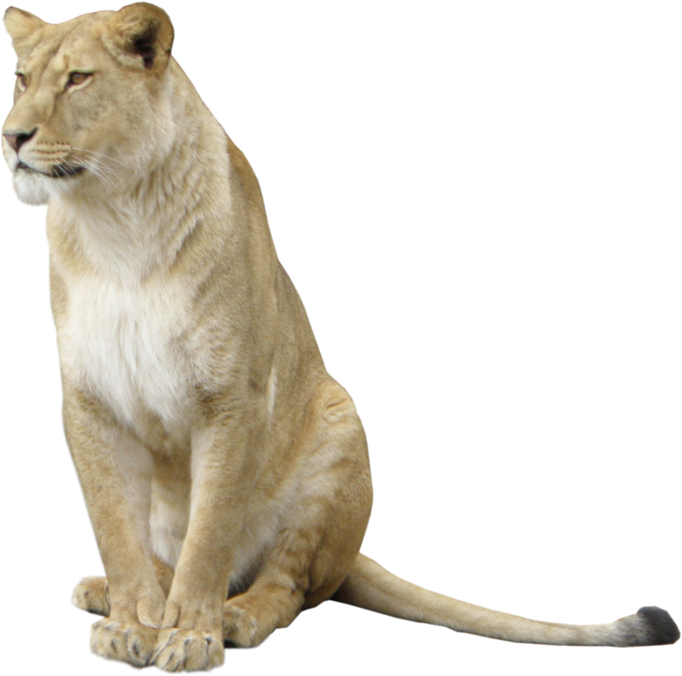 Majestic_ Lioness_ Sitting PNG image