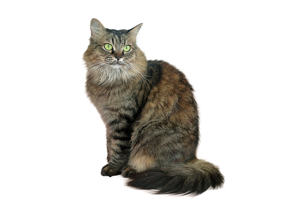 Majestic Longhaired Cat PNG image