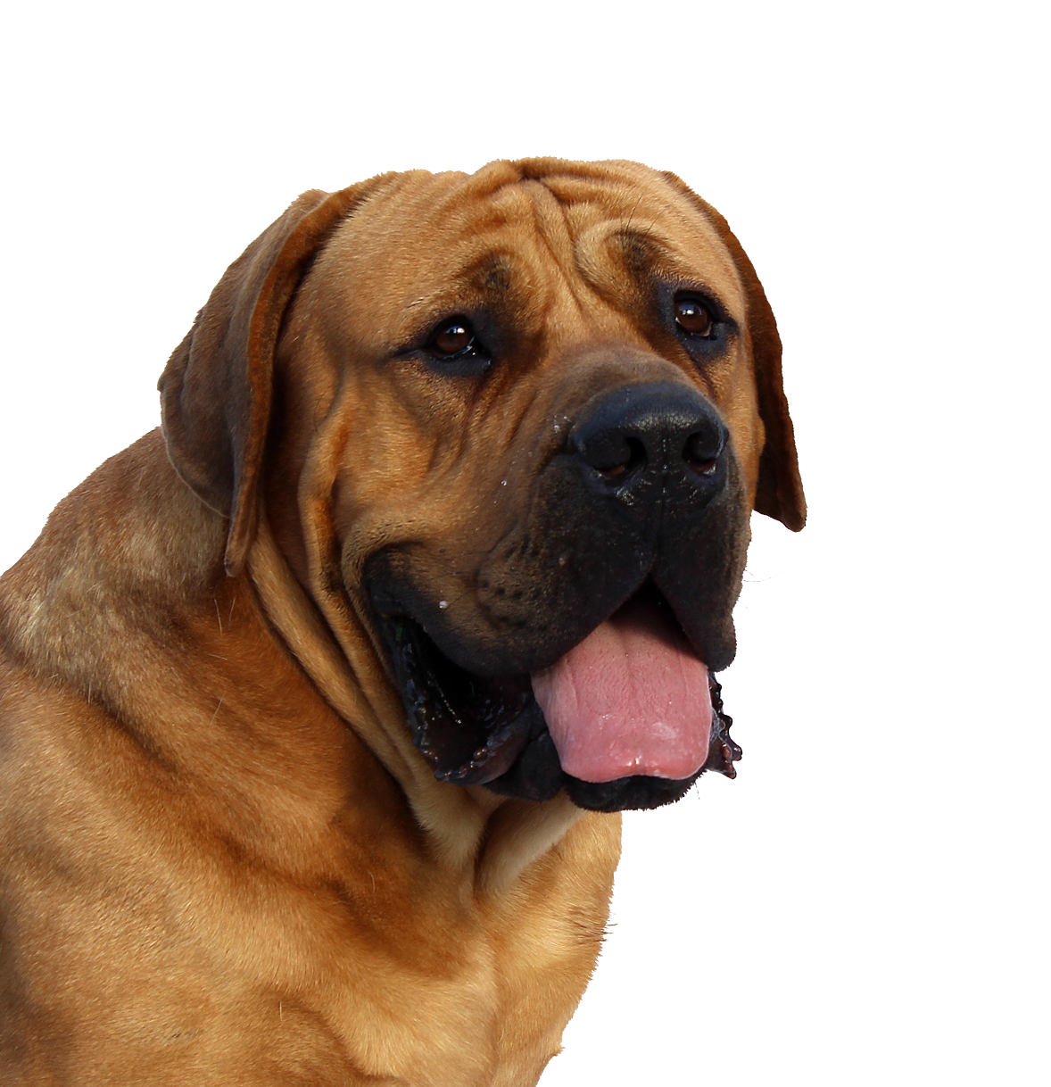 Majestic Mastiff Portrait PNG image