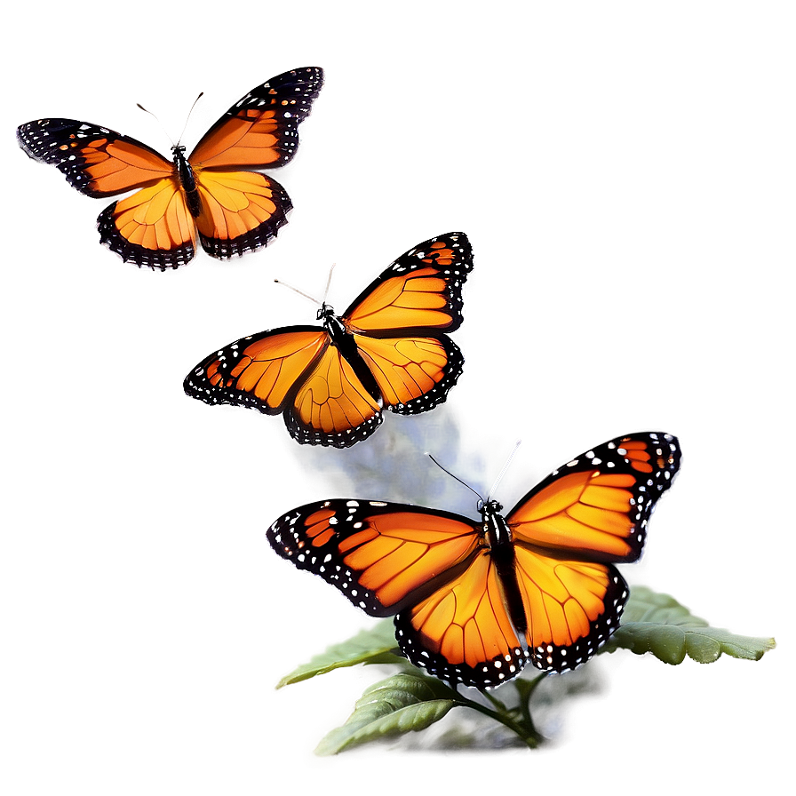 Majestic Monarch Butterflies Png 97 PNG image