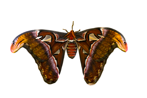 Majestic_ Moth_ Against_ Black_ Background.jpg PNG image