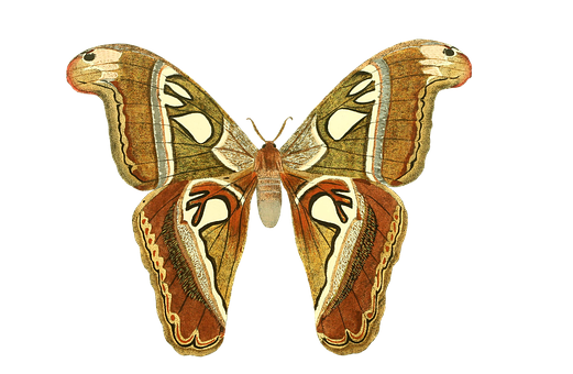 Majestic_ Moth_ Spread_ Wings PNG image