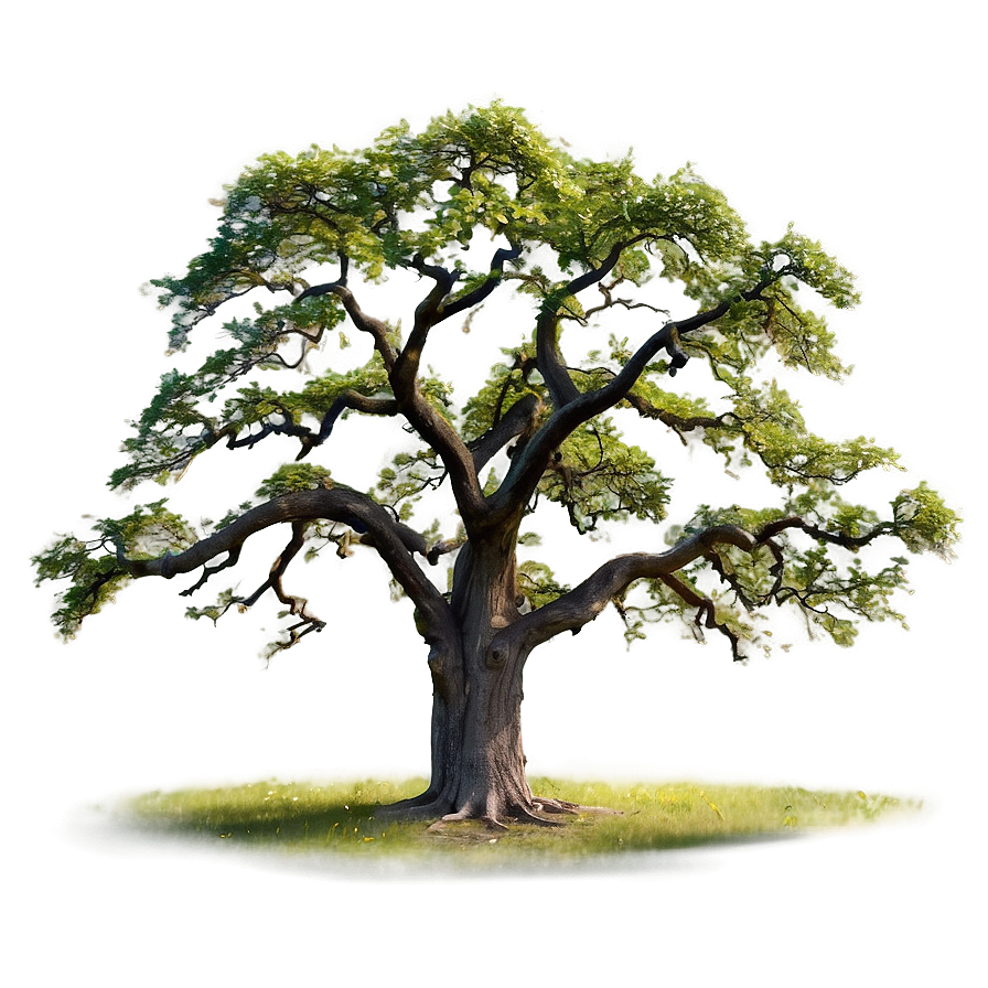 Majestic Oak Trees Png 37 PNG image