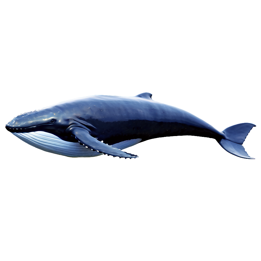 Majestic Ocean Whale Png Clt PNG image