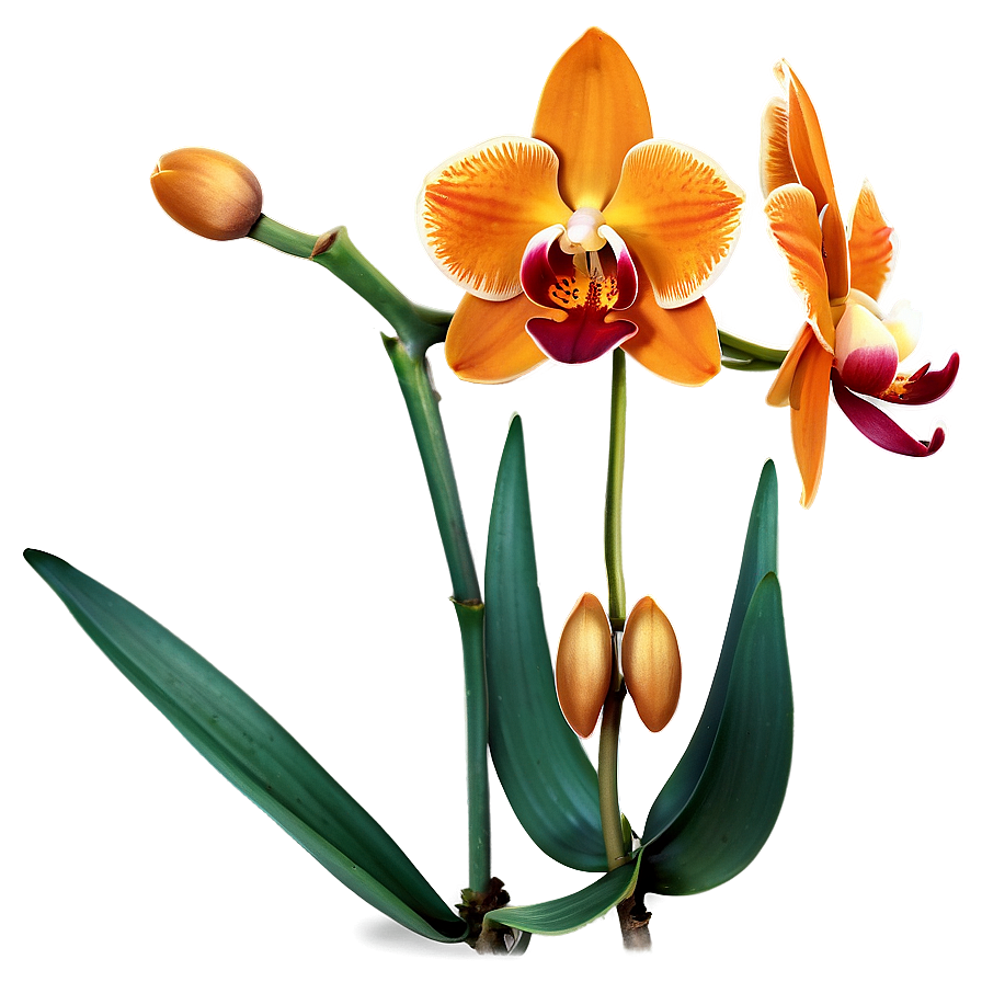 Majestic Orange Orchid Png 06122024 PNG image