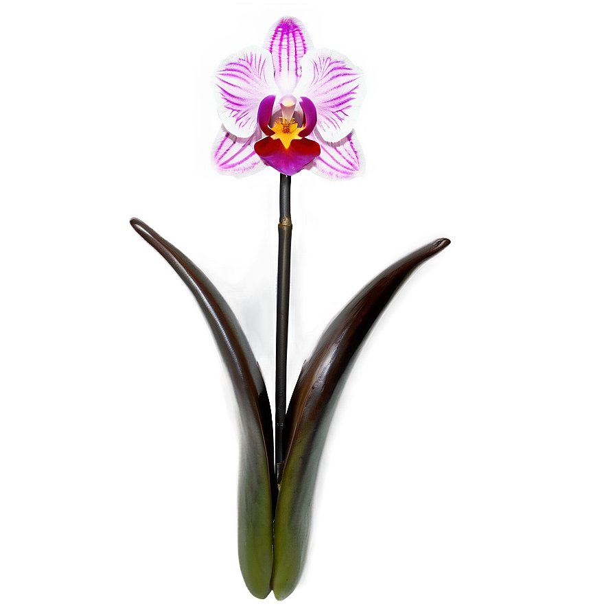 Majestic Orchid Png Qdr PNG image