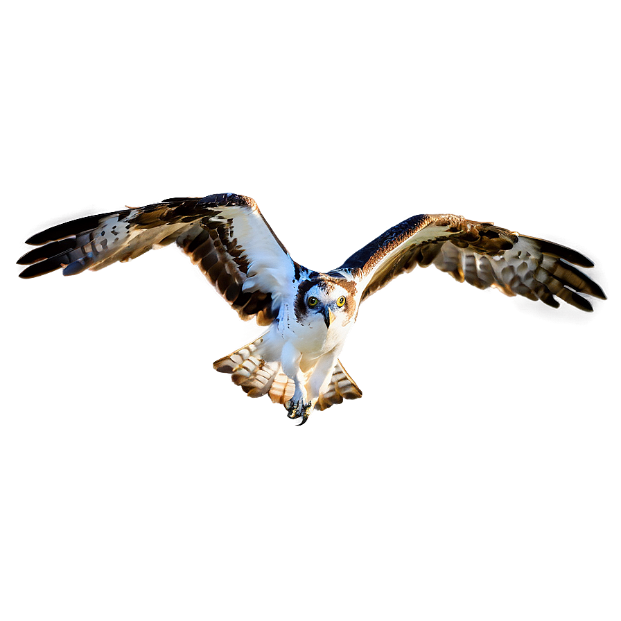 Majestic Osprey In Flight Png 21 PNG image