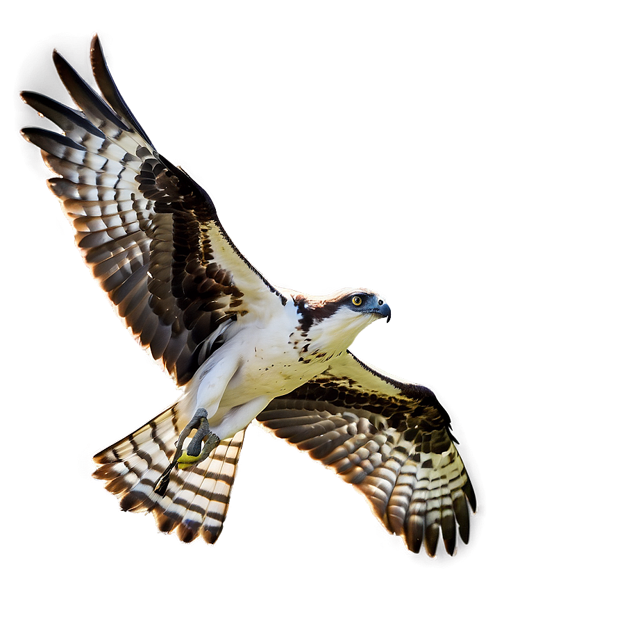 Majestic Osprey In Flight Png Gqm PNG image