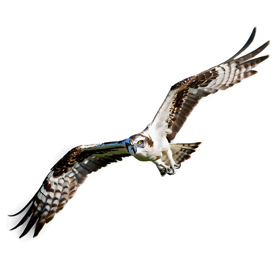 Majestic Osprey In Flight Png Wux28 PNG image