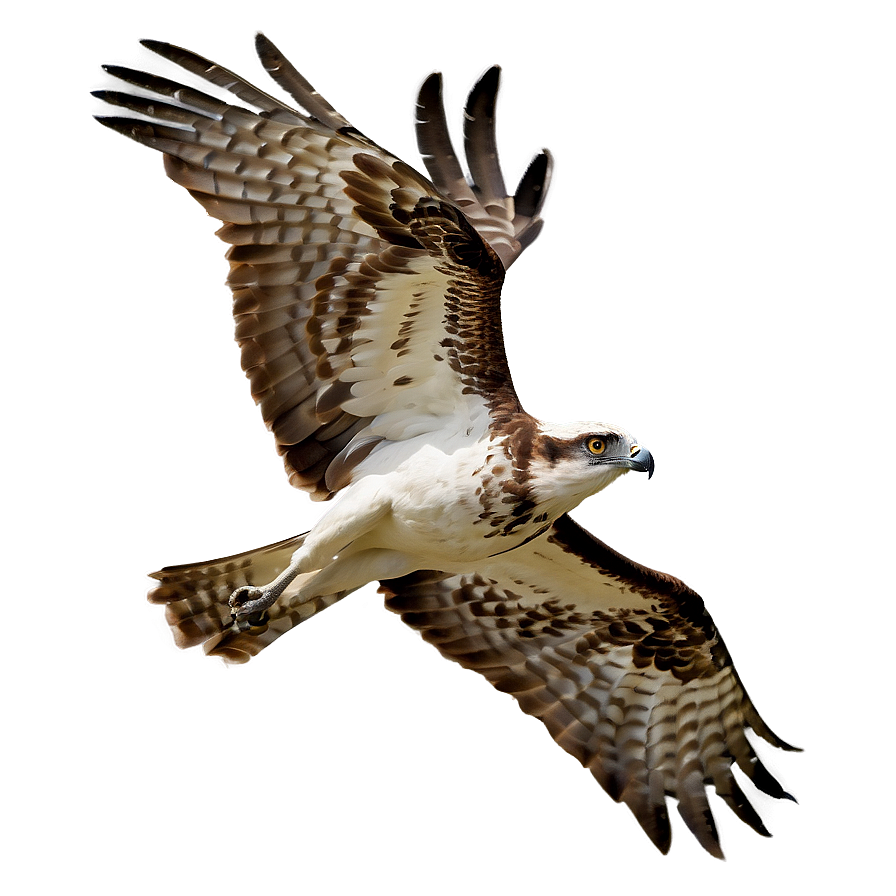 Majestic Osprey Soaring Png Rab PNG image