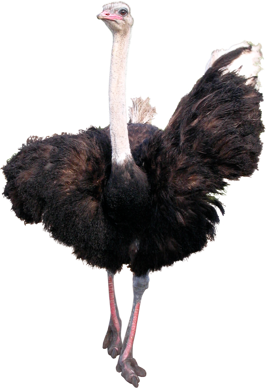 Majestic Ostrich Standing PNG image