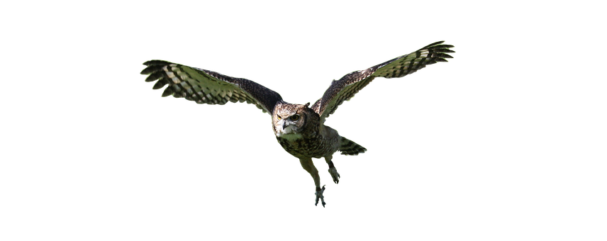 Majestic Owl In Flight PNG image