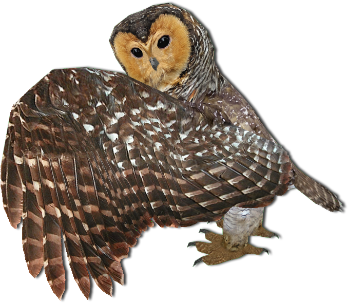 Majestic Owlin Flight PNG image