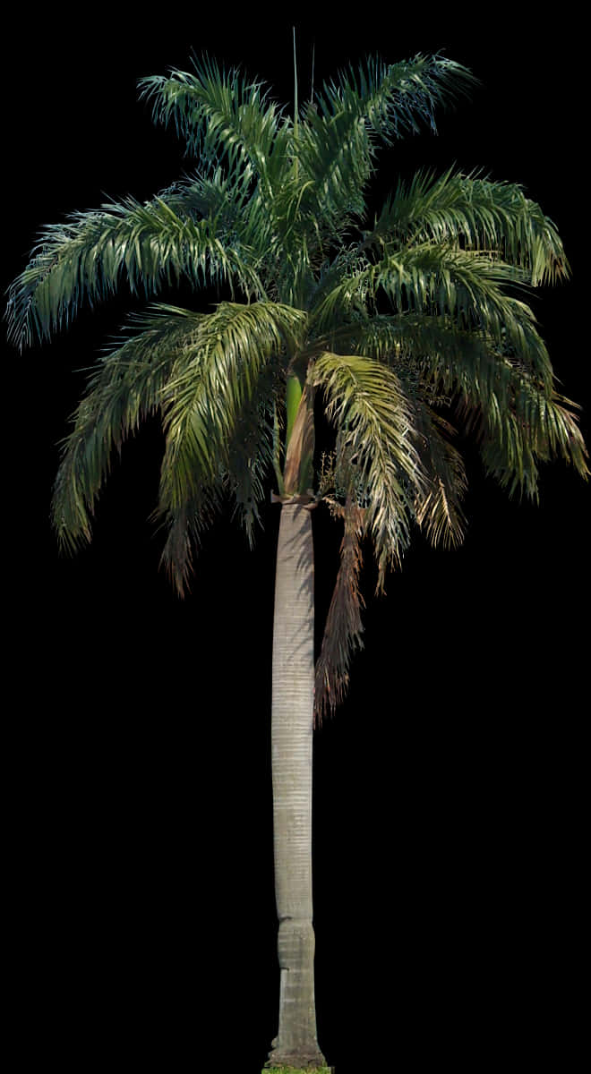 Majestic Palm Tree Against Night Sky PNG image