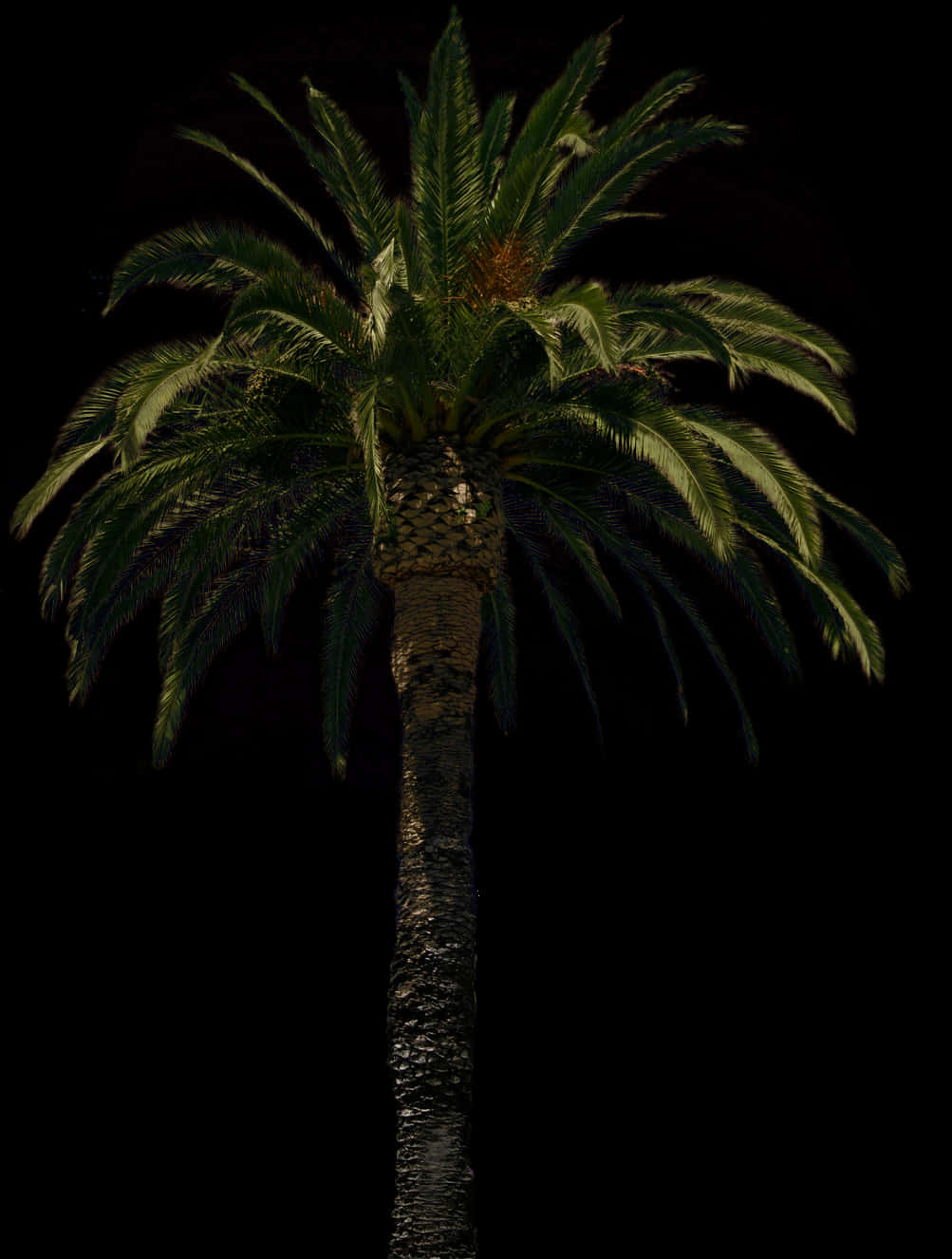 Majestic Palm Tree Nighttime PNG image