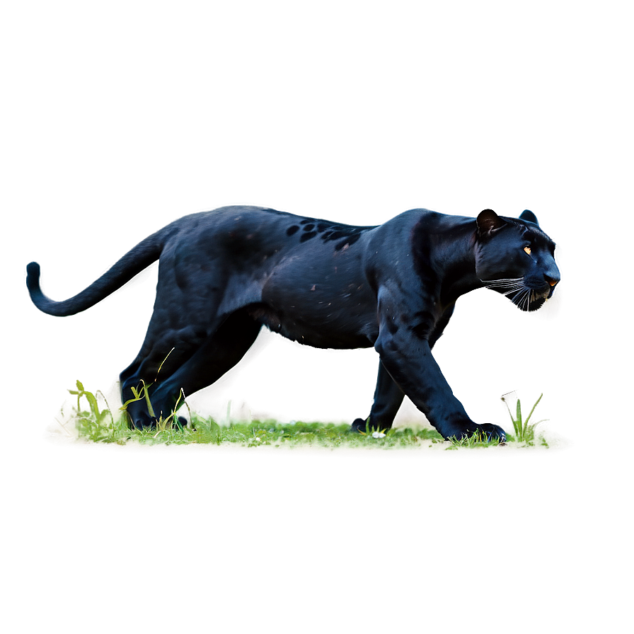 Majestic Panther Png 95 PNG image