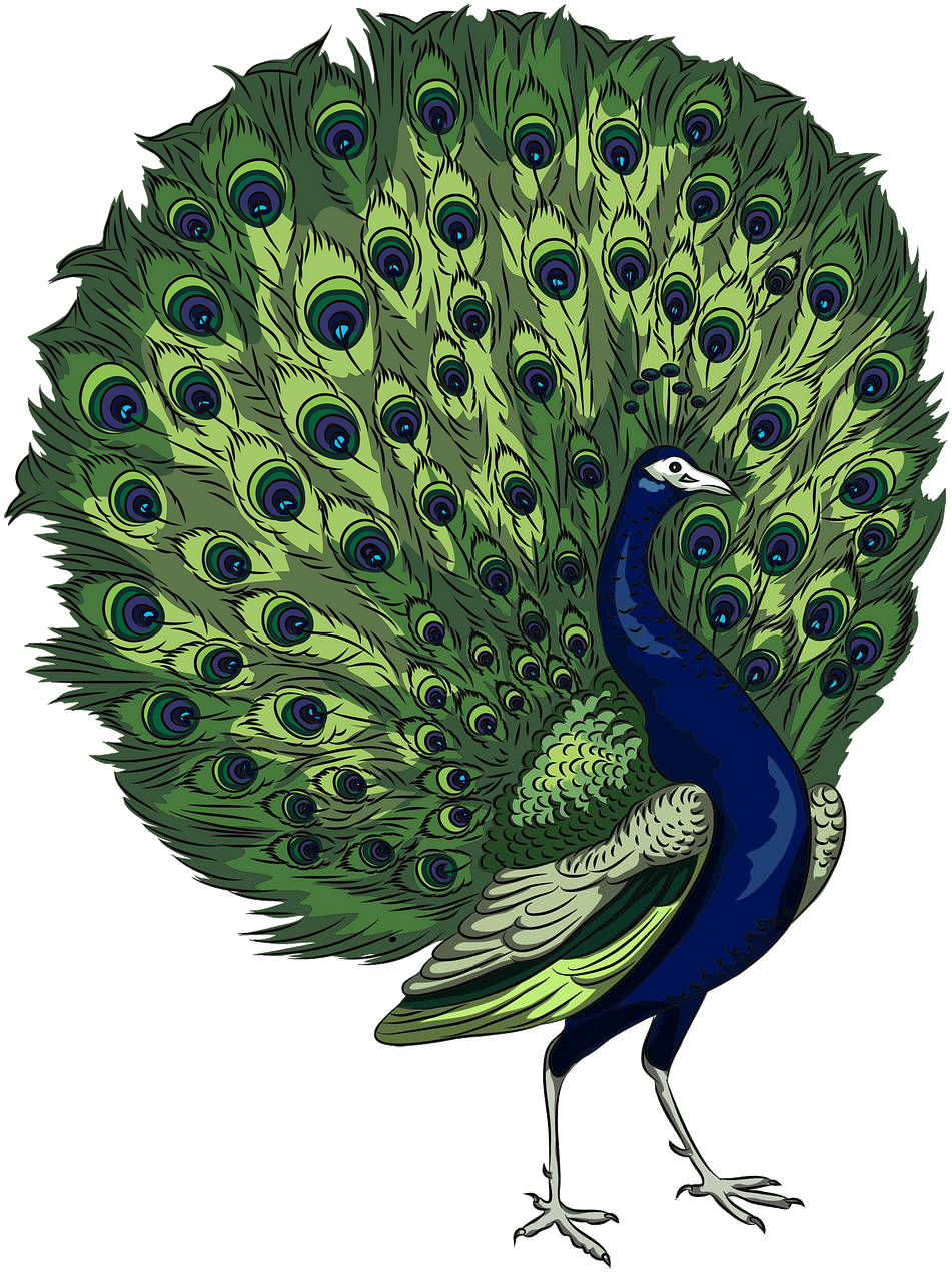 Majestic Peacock Display PNG image