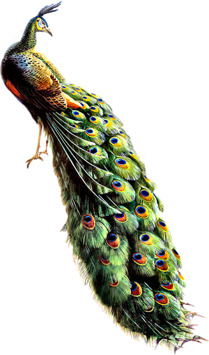 Majestic Peacock Display PNG image