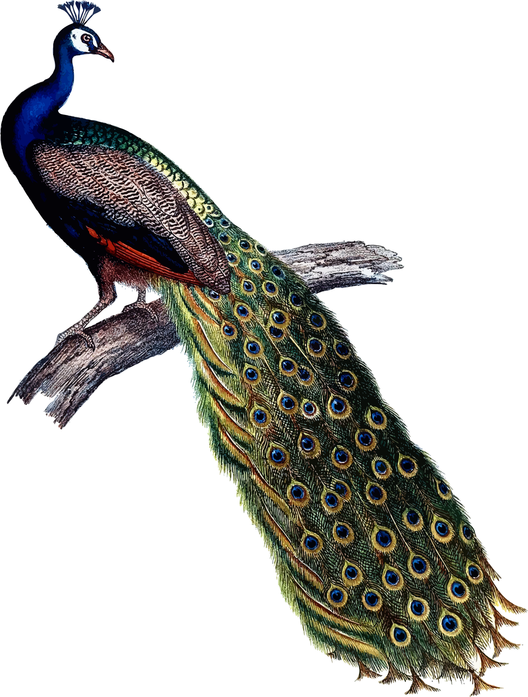 Majestic Peacockon Branch PNG image