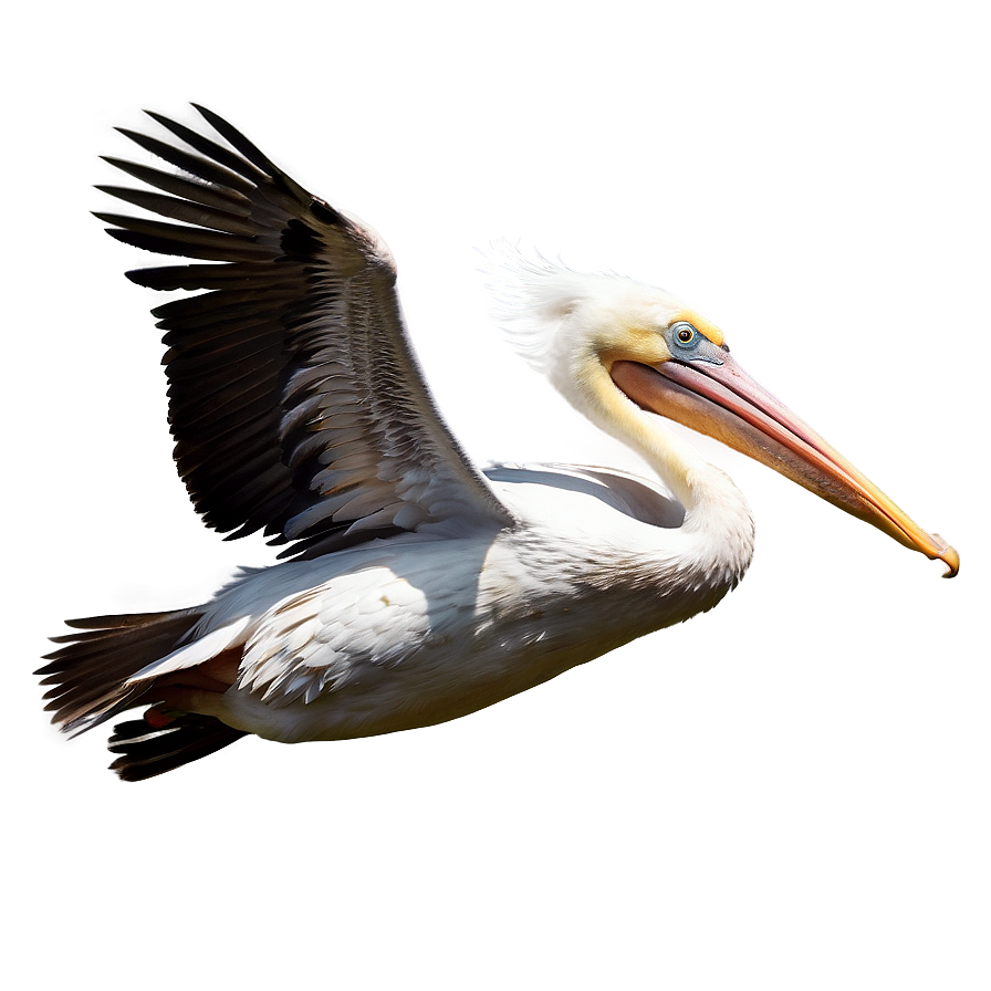 Majestic Pelican In Flight Png 06242024 PNG image