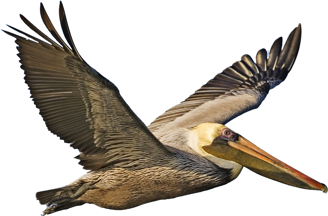 Majestic Pelican In Flight.png PNG image