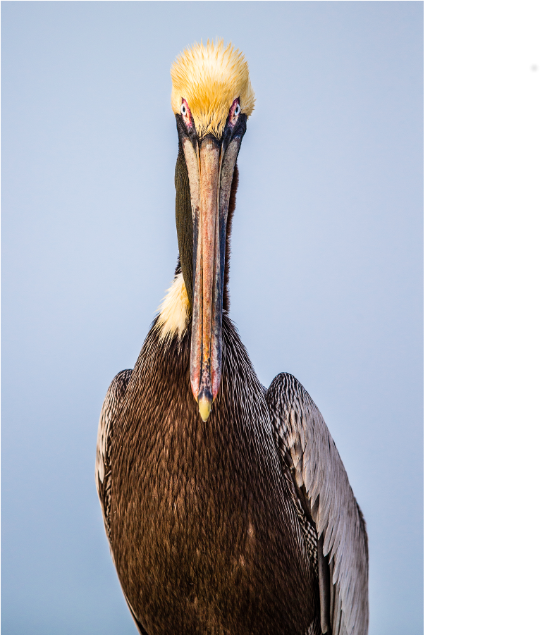 Majestic Pelican Portrait PNG image