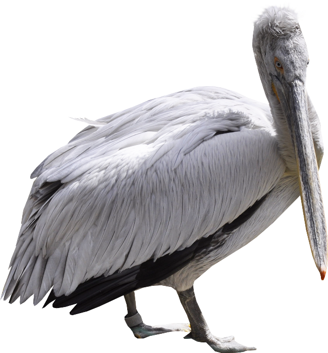Majestic Pelican Profile PNG image