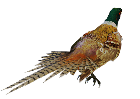 Majestic Pheasantin Profile PNG image