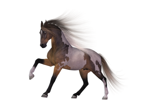 Majestic Piebald Horsein Motion PNG image