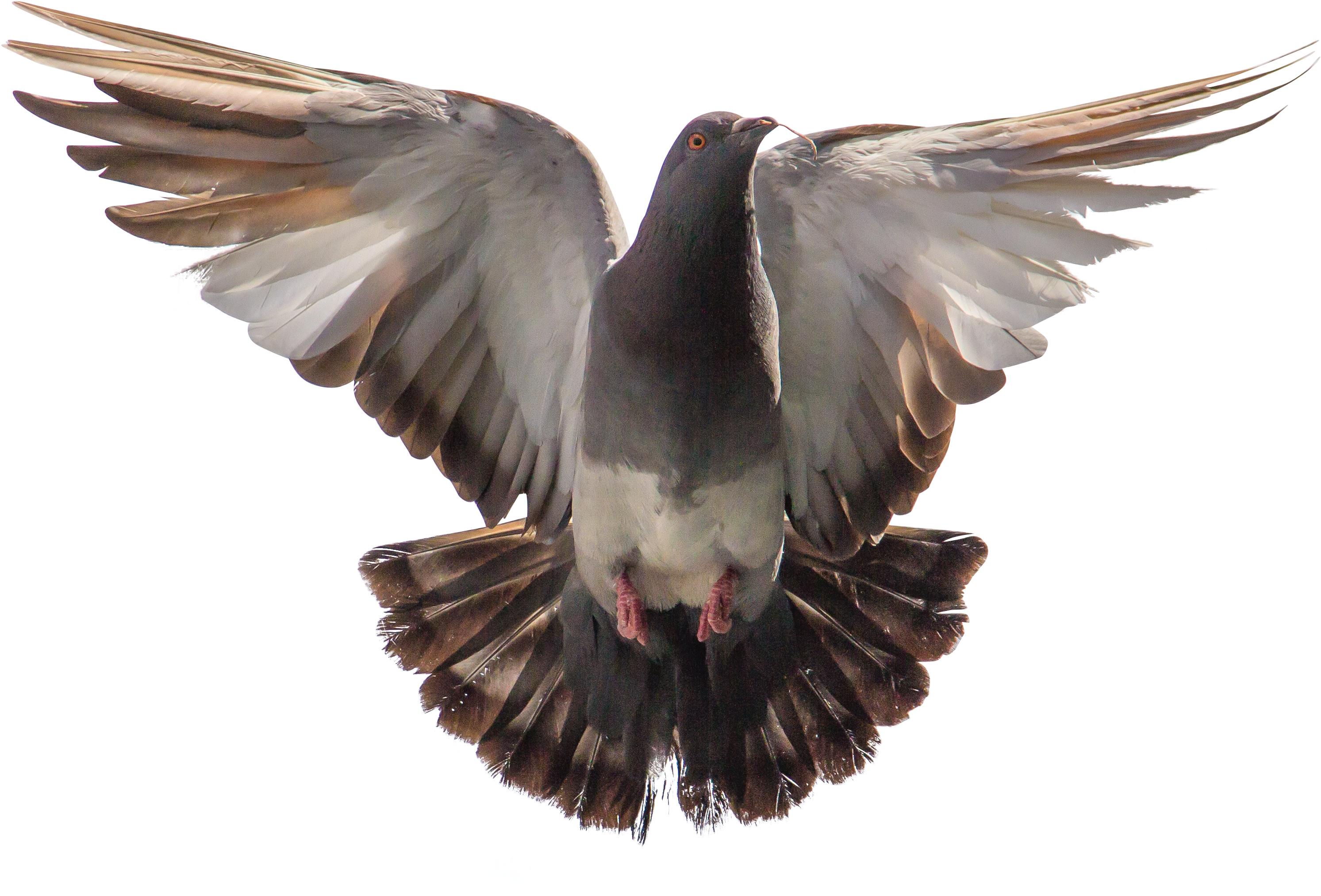 Majestic Pigeon In Flight.png PNG image