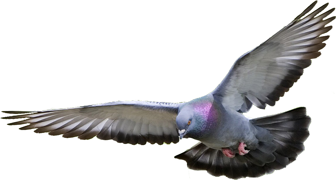 Majestic Pigeon In Flight.png PNG image