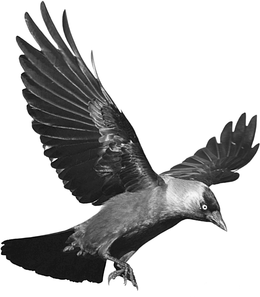 Majestic_ Raven_ In_ Flight.png PNG image