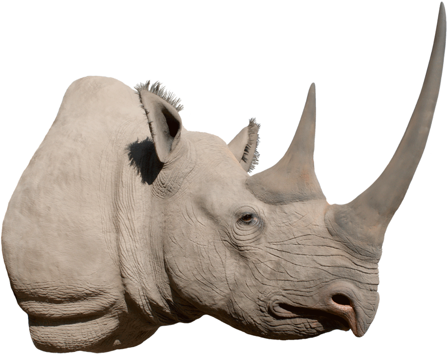 Majestic Rhino Profile PNG image