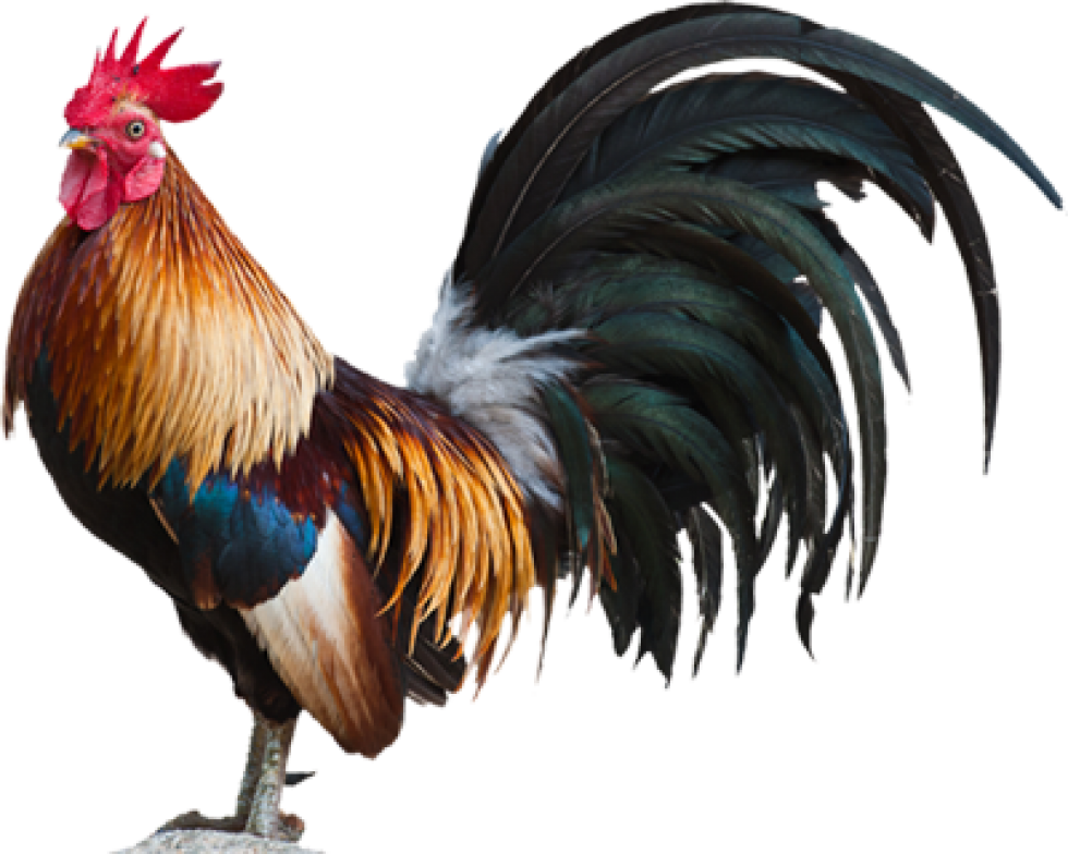 Majestic Rooster Portrait PNG image