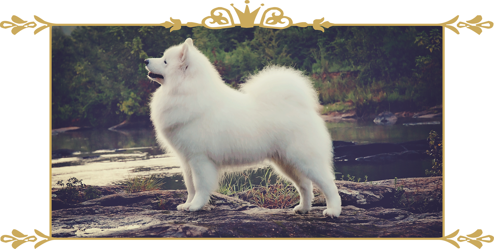 Majestic Samoyed Outdoors PNG image