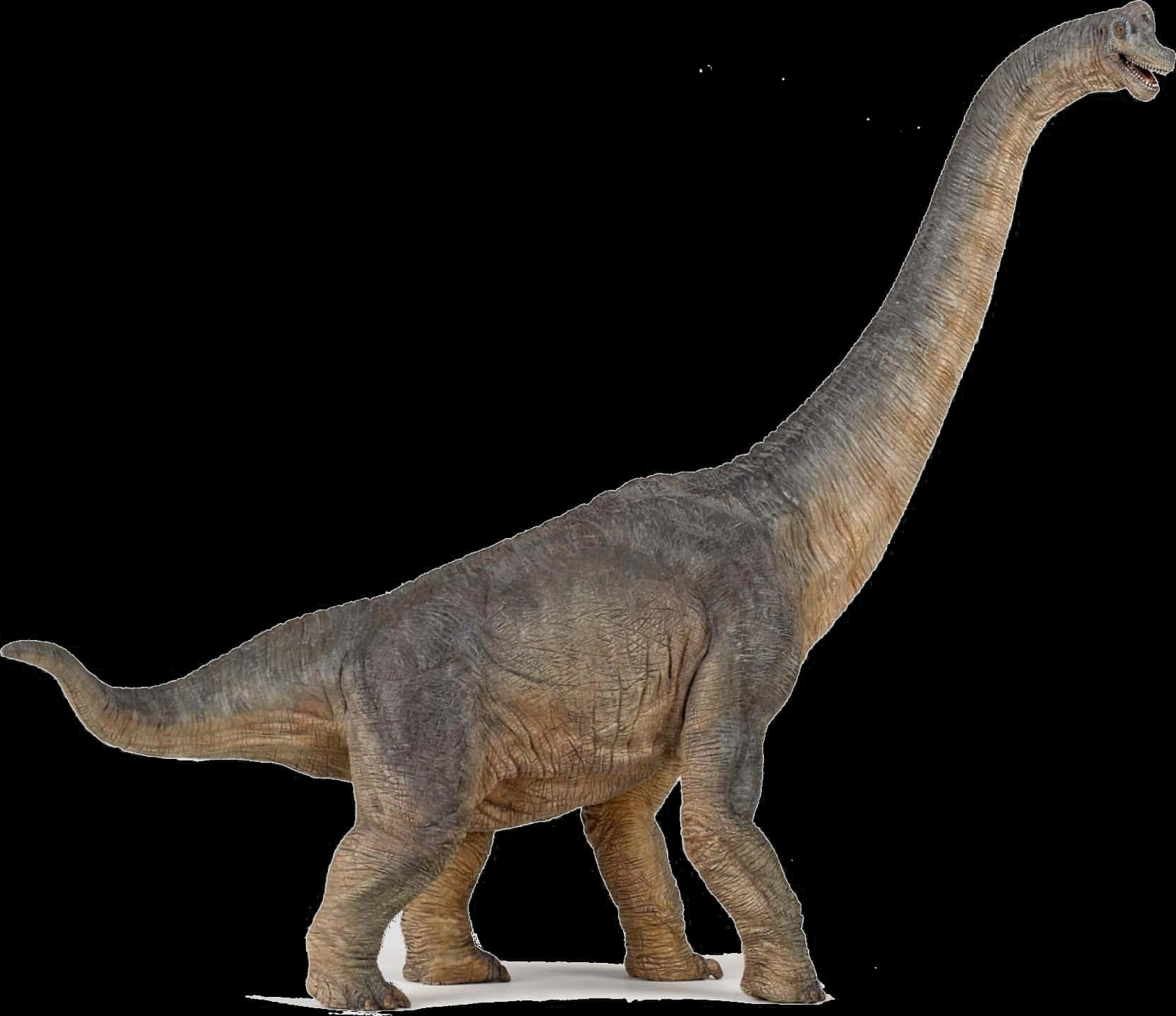 Majestic Sauropod Dinosaur PNG image
