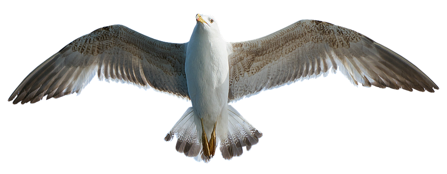 Majestic Seagull In Flight PNG image