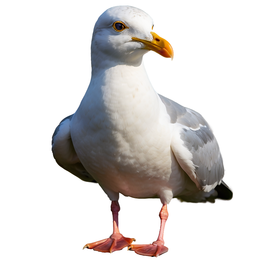 Majestic Seagull Png 05242024 PNG image