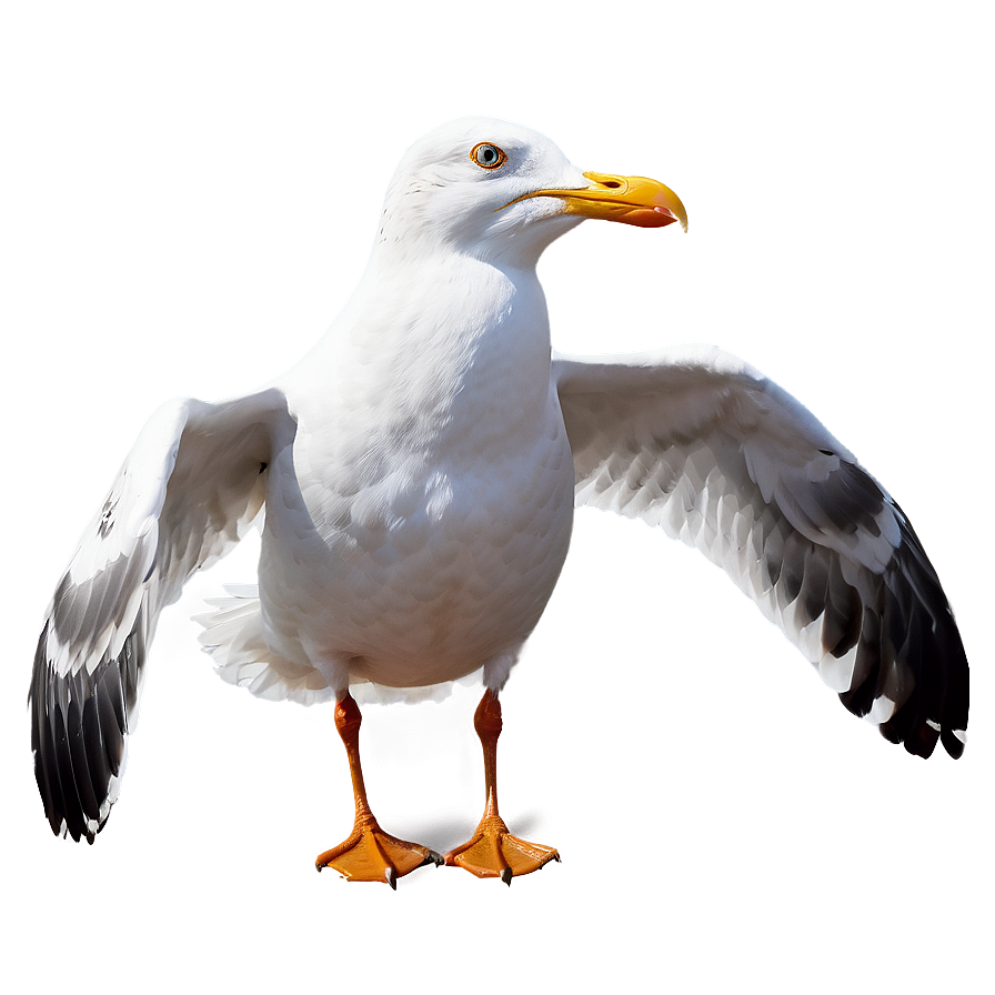 Majestic Seagull Png Xuf73 PNG image