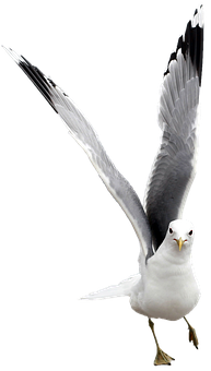 Majestic Seagull Spread Wings PNG image