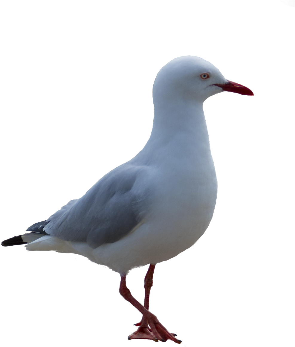 Majestic Seagull Standing PNG image