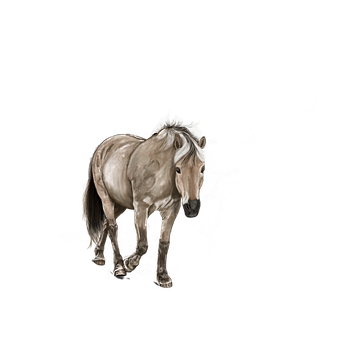 Majestic Solo Horse Black Background PNG image