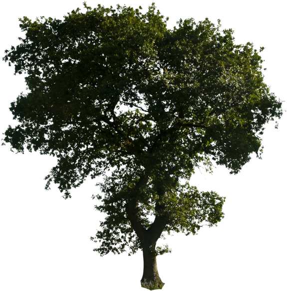Majestic Solo Tree Clear Sky PNG image