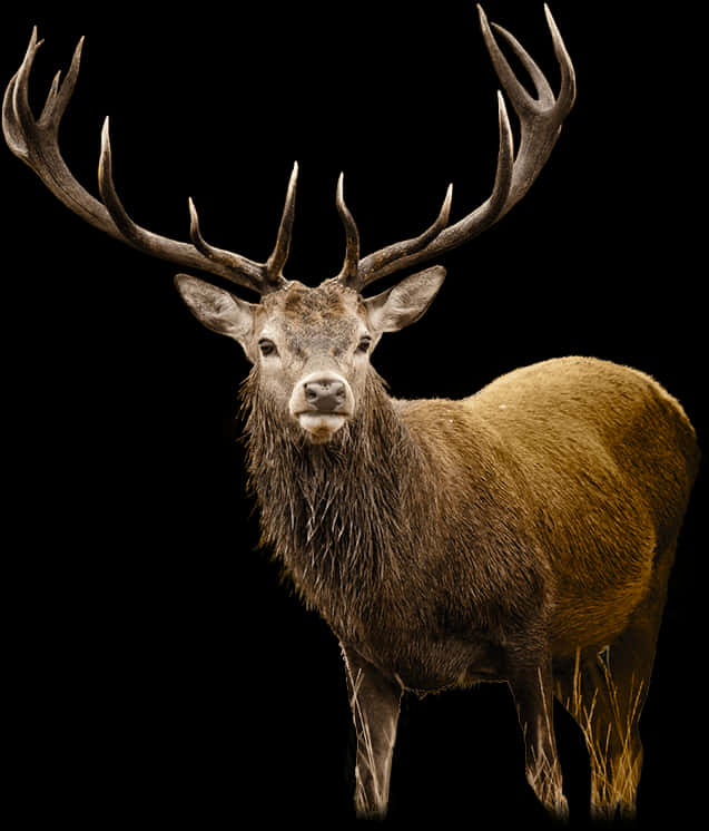 Majestic Stag Black Background PNG image