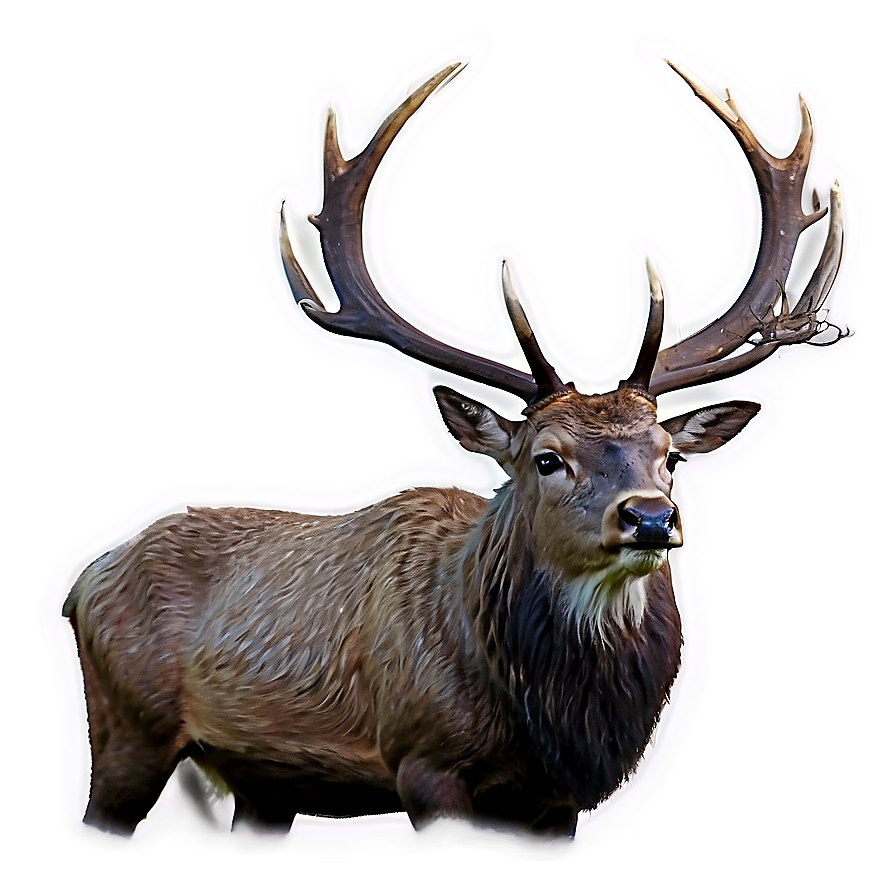 Majestic Stag Roaring Png 2 PNG image