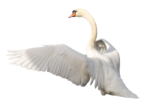 Majestic Swan In Flight.png PNG image