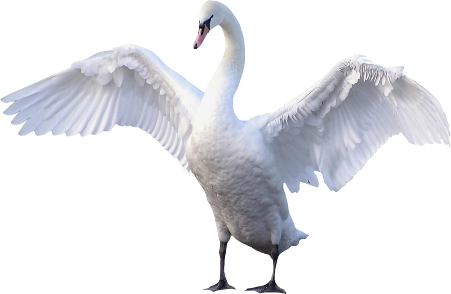 Majestic Swan Spreading Wings PNG image